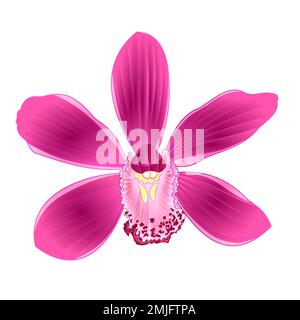 Tropical Orchid Cymbidium purple flower realistic  on white background vintage vector illustration editable hand draw Stock Vector