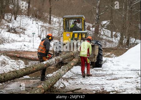 A professional lumberjack cutting down a dangerous tree near a public road. Poland. Stock Photo