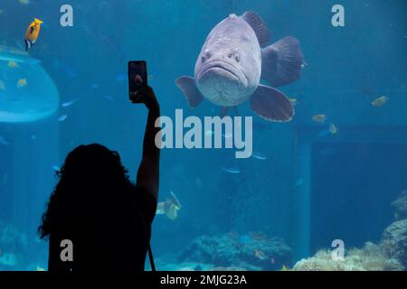 U.S. Marine Corps Cpl. Jocelyn Chavez, a food service specialist with Food Service Company, Combat Logistics Regiment 37, 3rd Marine Logistics Group, takes a photo of a giant grouper fish at the Churaumi Aquarium, Okinawa, Japan, August 30, 2022. Food Service Company took a trip to the aquarium to boost morale and build comradery. 3rd MLG, based out of Okinawa, Japan, is a forward deployed combat unit that serves as III Marine Expeditionary Force's comprehensive logistics and combat service support backbone for operations throughout the Indo-Pacific area of responsibility. Stock Photo