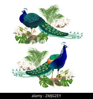 Peacocks beauty exotic birds natural and tropical flowers watercoloron a white background vintage vector illustration editable hand drawn Stock Vector