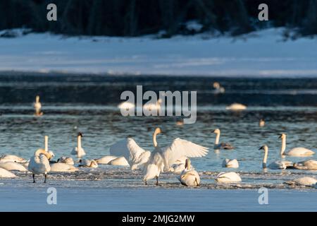 Migrating trumpeter & tundra swans seen in Spring season during their flight to the northern arctic, Bering Sea, Alaska. Taken in Yukon Territory, CAN Stock Photo
