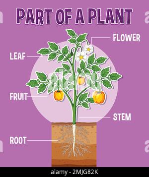 Diagram showing parts of a plant illustration Stock Vector Image & Art ...