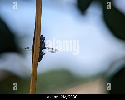 Close-up of a black insect perched on a tree. Stock Photo