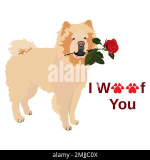 Cute Chow chow pet dog with rose flower for Valentine Day card, vector Stock Vector