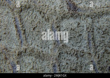 light gray genuine suede leather as a background Stock Photo