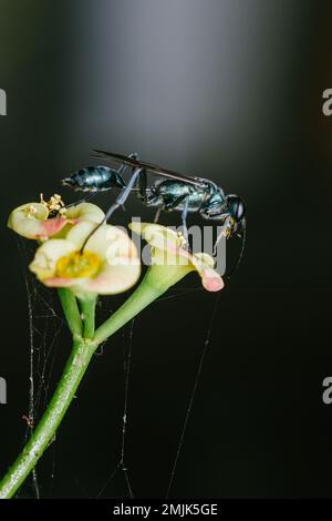 A Blue Mud Wasp (Chalybion californium) on Euphorbia milii flower and have pollen on face, Insect macro shot in Thailand Stock Photo