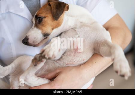 Veterinarian holding a jack russell terrier dog with dermatitis.  Stock Photo