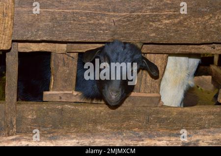 Goats peeking out from wooden fence on the farm Stock Photo