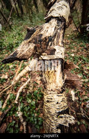 Natures chaos; natural environmental patterns formed by shapes in an ancient woodland Stock Photo