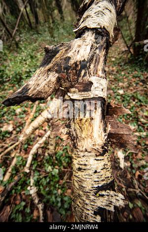 Natures chaos; natural environmental patterns formed by shapes in an ancient woodland Stock Photo