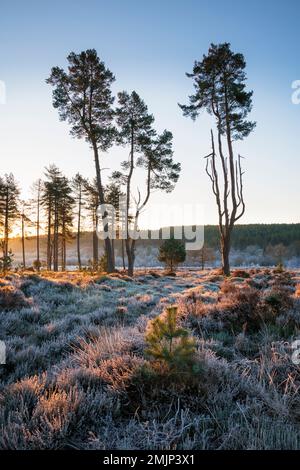 Cleddon Nature Reserve in the Wye Valley at Sunrise. Stock Photo