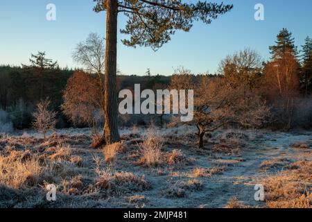 Cleddon Nature Reserve in the Wye Valley at Sunrise. Stock Photo