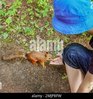 Squirrel eating seeds from the hand of school boy. Care for wild animals. Summer vacation in the forest. Careful attitude to nature. Child and animal Stock Photo