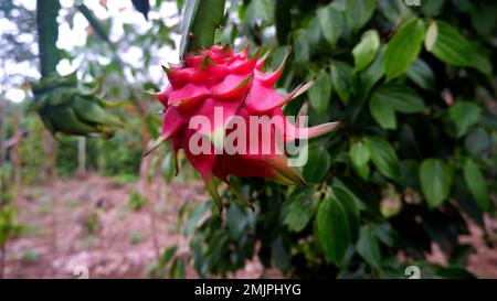 Dragon Fruit Is Red, With Pepper Trees And Plantation Land In The Background Stock Photo