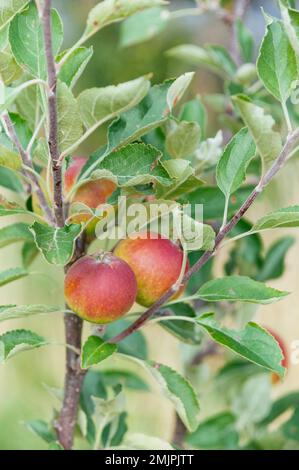 Red apples on a young Cox's Orange Pippin apple tree in the summer. Stock Photo