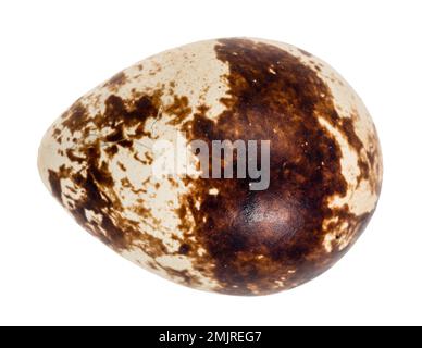 natural boiled quail egg cutout on white background Stock Photo