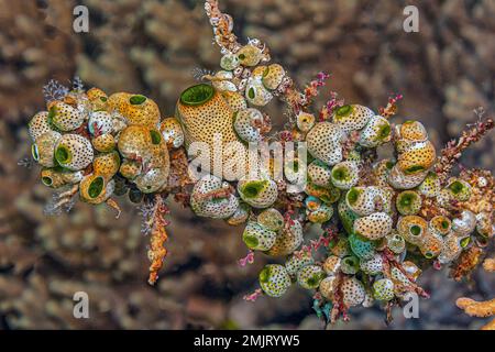 tunicate is a marine invertebrate animal, a member of the subphylum Tunicata. It is part of the Chordata, a phylum Stock Photo
