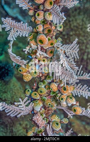 tunicate is a marine invertebrate animal, a member of the subphylum Tunicata. It is part of the Chordata, a phylum Stock Photo