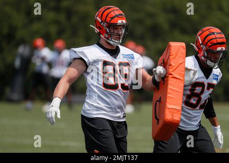 Cincinnati Bengals tight end Drew Sample (89) lines up for a play during an  NFL football game against the Pittsburgh Steelers, Sunday, Sep. 11, 2022,  in Cincinnati. (AP Photo/Kirk Irwin Stock Photo - Alamy