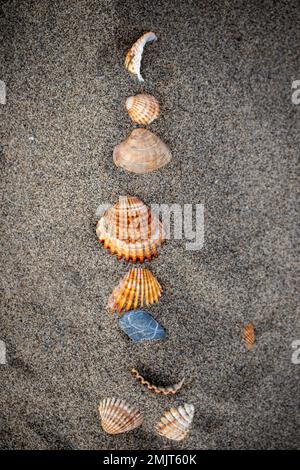 Conchas marinas en la arena de la playa Stock Photo