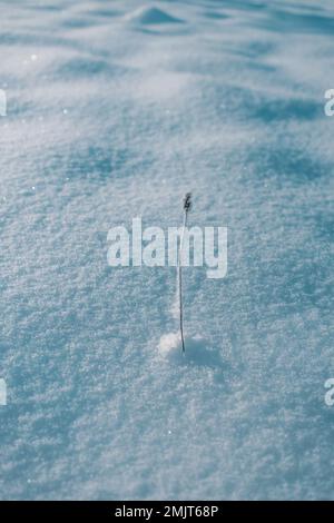 4k Beautiful Snowy White Forest In Winter Frosty Day. Snowing In Winter 