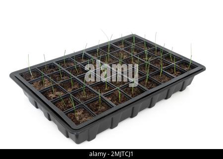 Plastic seed tray with baby leek seedling plants. Gardening equipment using recycled plastic. Local and home grown food eco friendly produce. Stock Photo