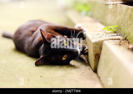 Cute black cat lying on his back on the floor Stock Photo