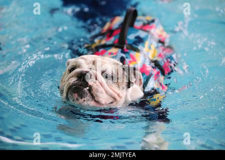 English Bulldog wearing life jacket and swimming in the pool. Dog swimming. Stock Photo
