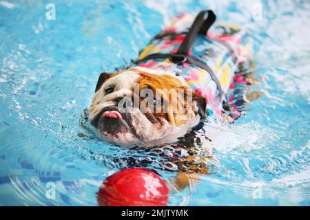 English Bulldog wearing life jacket and playing with toy in the pool. Dog swimming. Stock Photo