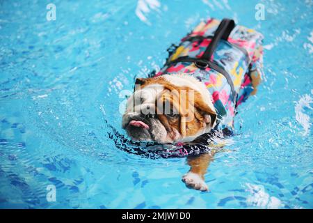 English Bulldog wearing life jacket and swimming in the pool. Dog swimming. Stock Photo