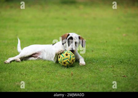 Mixed breed dog lying and playing with ball at the park. Dog biting toy at the lawn. Stock Photo