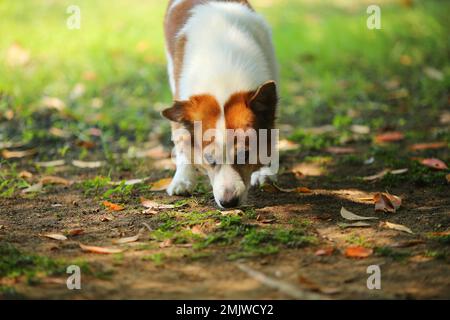 Thai Bangkaew dog unleashed walking at the park. Dog at grass field. Stock Photo