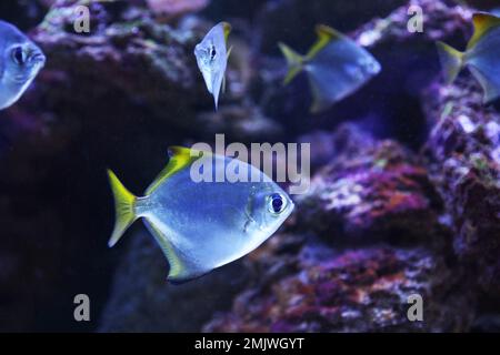 Beautiful silver moony fish in clear aquarium Stock Photo - Alamy