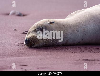 A close up of a sleeping sea lion on the red sandy beach of the island of Rabida (Isla Rábida) in the Galapagos, Ecuador. Stock Photo