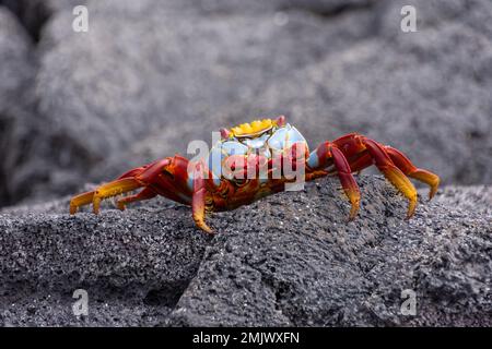 A close-up photo of a Galapagos crab on volcanic rock on the island of Fernandina (Isla Fernandina) in the Galapagos, Ecuador. Stock Photo