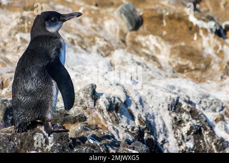 A Galapagos penguin standing on rocks in Tagus Cove on the island of Isabela (Isla Isabela) in the Galapagos, Ecuador. Stock Photo