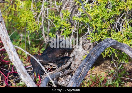 A marine iguana perched on a tree branch on the island of Santa Cruz (Isla Santa Cruz) in the Galapagos, Ecuador. Stock Photo