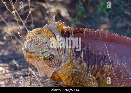 A land iguana on the island of Santa Cruz (Isla Santa Cruz) in the Galapagos, Ecuador. Stock Photo