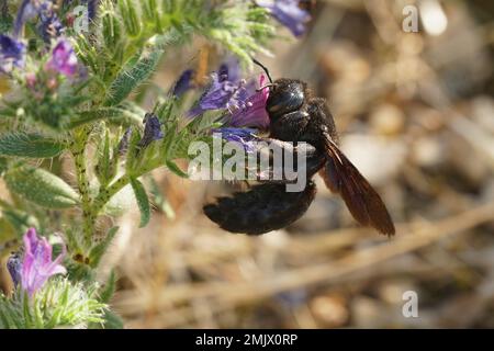Close up on the largest European solitary bee , the black or violet carpenter bee or Xylocopa violaceae drinking nectar from Echium vulgare Stock Photo