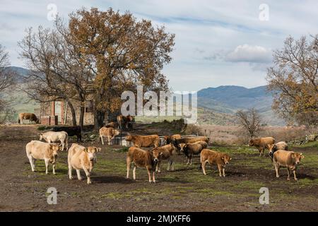 A herd of cattle near a small farmhouse in the Sicilian countryside near the town of Bronte on the slopes of Mount Etna Stock Photo