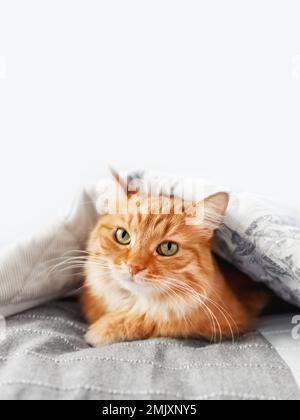 Displeased ginger cat is hiding under blanket. Fluffy pet is triyng to keep warmth. Cozy home background at cold season without central heating. Stock Photo