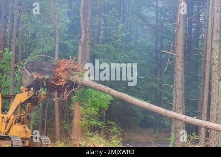 Using tractor skid steers, the land was cleared of trees for the ...
