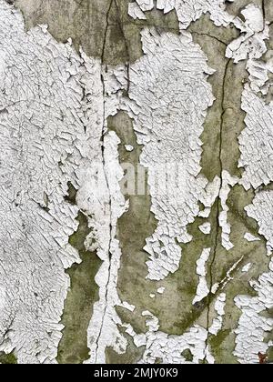 Close up of old broken concrete wall with peeling white paint Stock Photo