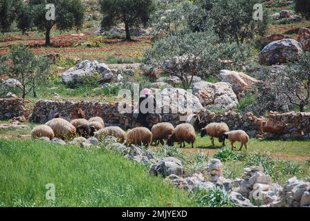 A shepherd herding sheep and riding on a donkey between olive trees in countryside of Syria close to Aleppo Stock Photo