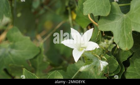 Beautiful white flowers of Coccinia grandis also known as ivy, little or scarlet gourd, rashmato etc. It is an edible vegetable in Indian states. Stock Photo