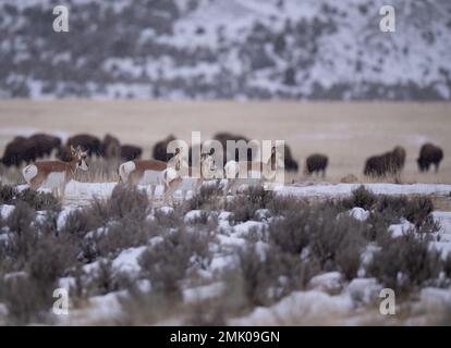 Pronghorn and Bison together amongst the sagebrush and snow in Yellowstone National Park. Stock Photo