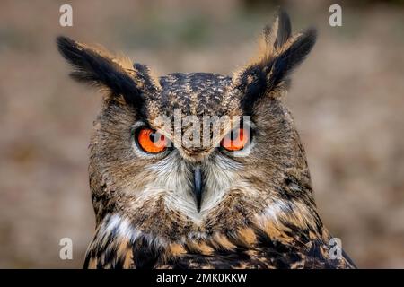 Eurasian eagle owl, Bubo bubo, a powerful large owl with striking orange eyes, prominent ear tufts and detailed plumage. Stock Photo