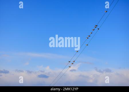 Sparrows sit on electrical wires with blue sky and white clouds in background Stock Photo