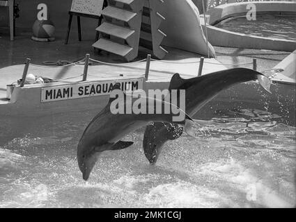 Miami Seaquarium, Virginia Key, Biscayne Bay, South Florida, USA, 1972 Stock Photo