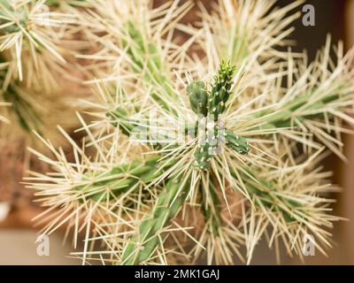 Prickly Cylindropuntia tunicata, commonly known as sheathed cholla. Cactus with long thorns. Stock Photo